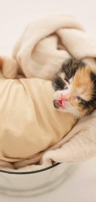 LiviaC-FB_IMG_1588455772324